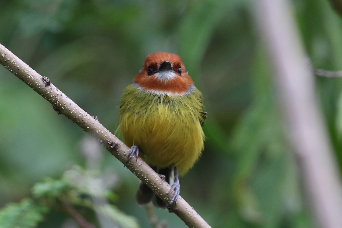 Johnson's Tody-Flycatcher - ML640436598