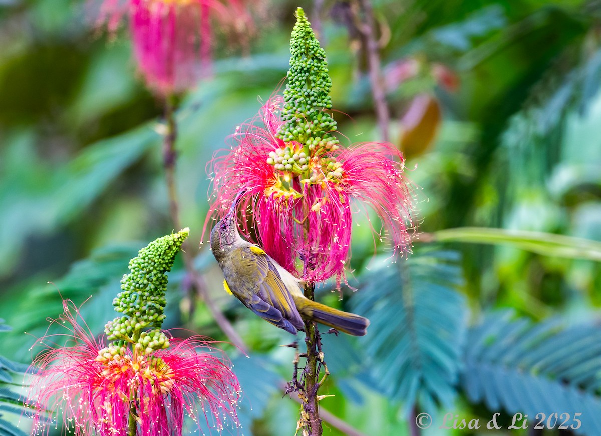 Olive Sunbird - ML640436608
