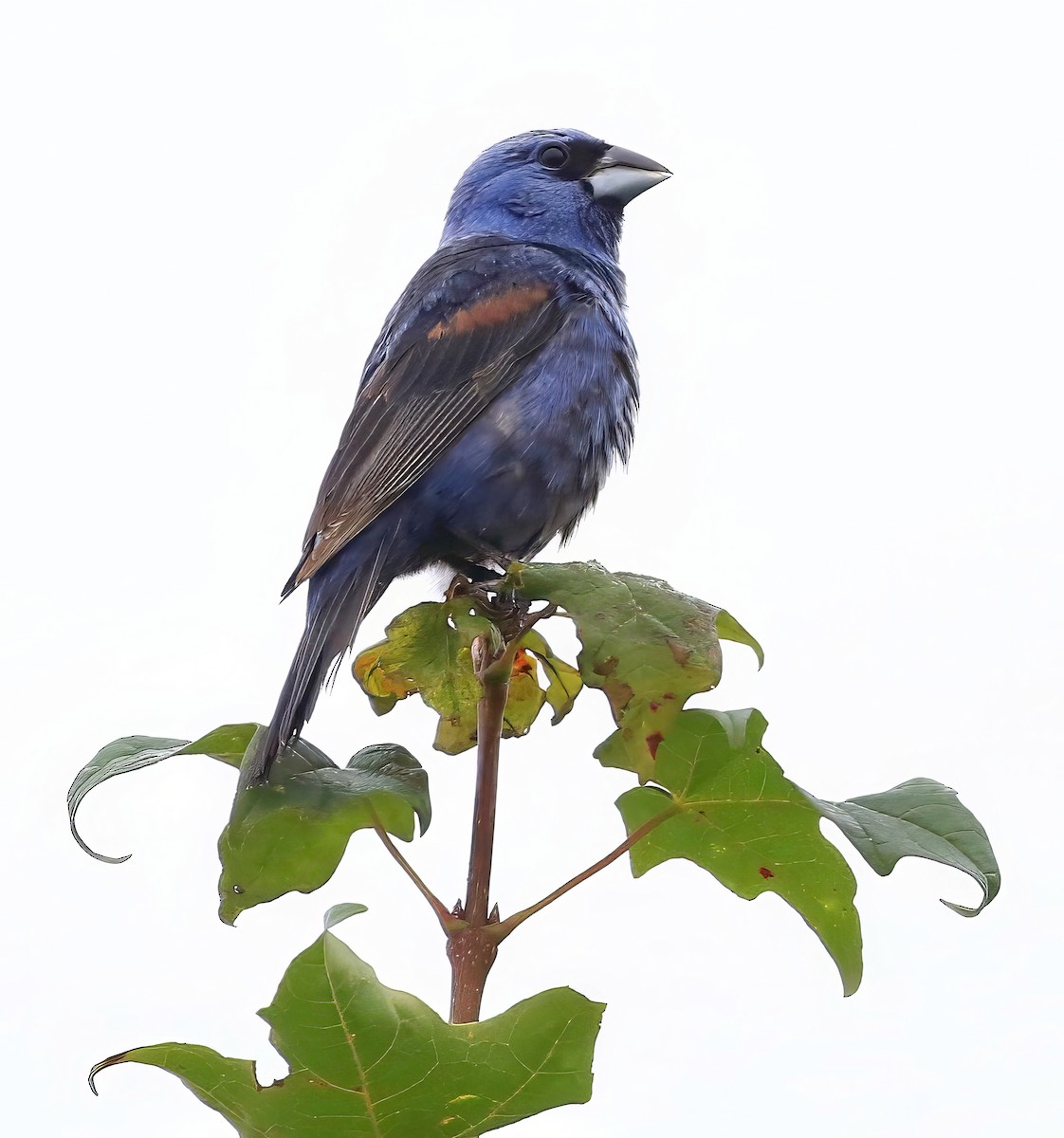 Blue Grosbeak - ML640436647