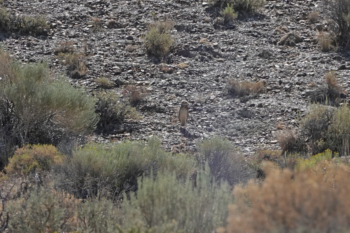 Burrowing Owl - ML640436687