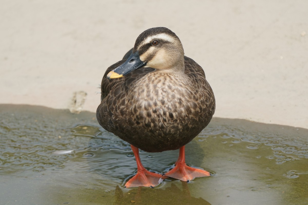 Eastern Spot-billed Duck - ML640436689