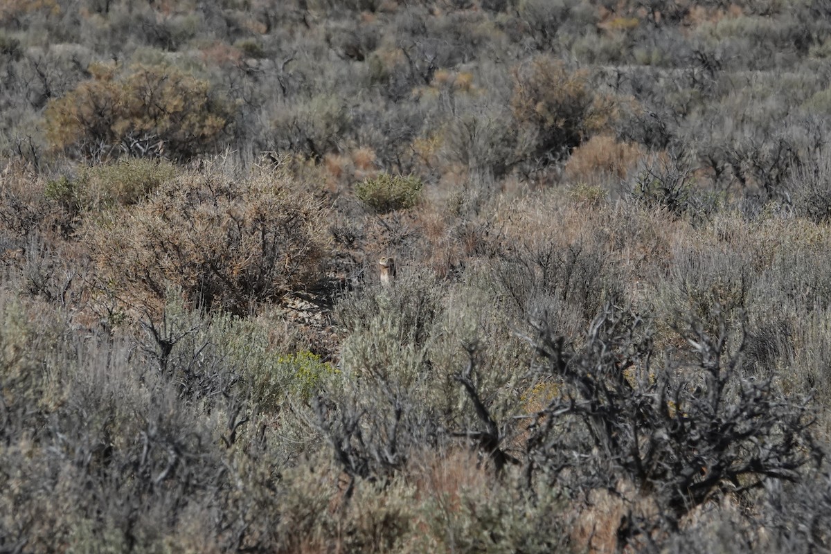 Burrowing Owl - ML640436690