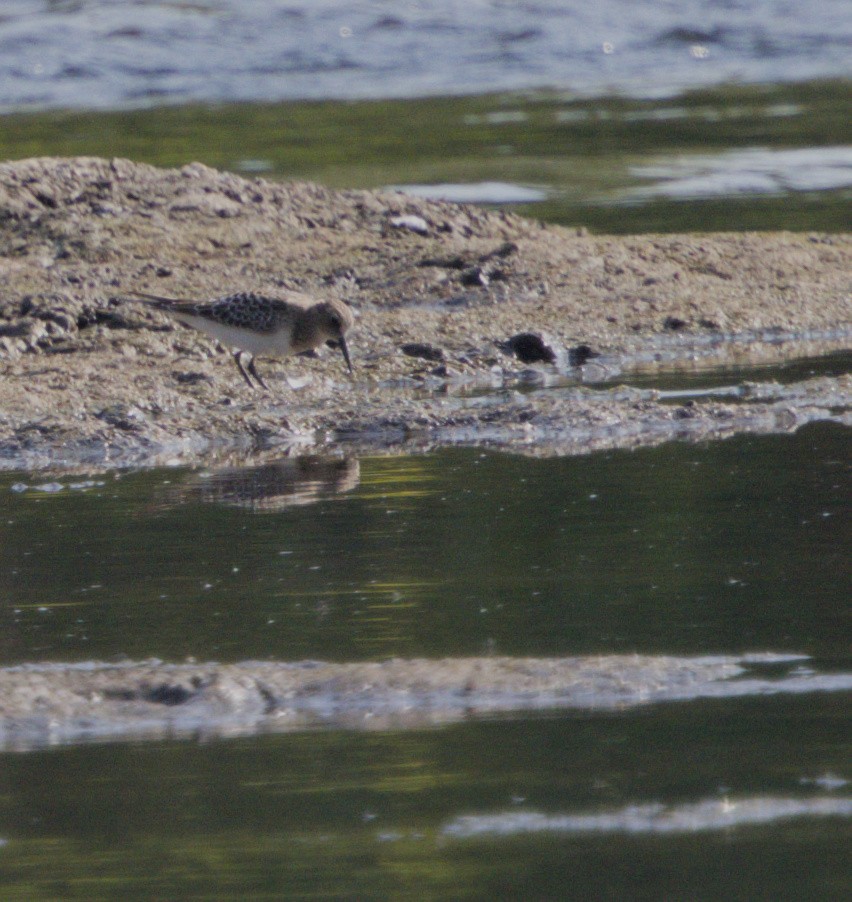 Baird's Sandpiper - ML640436691