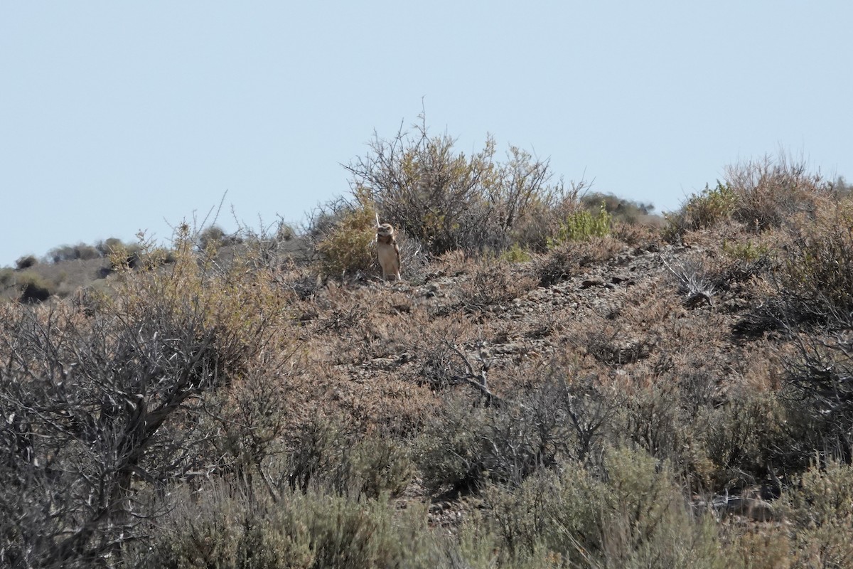 Burrowing Owl - ML640436694