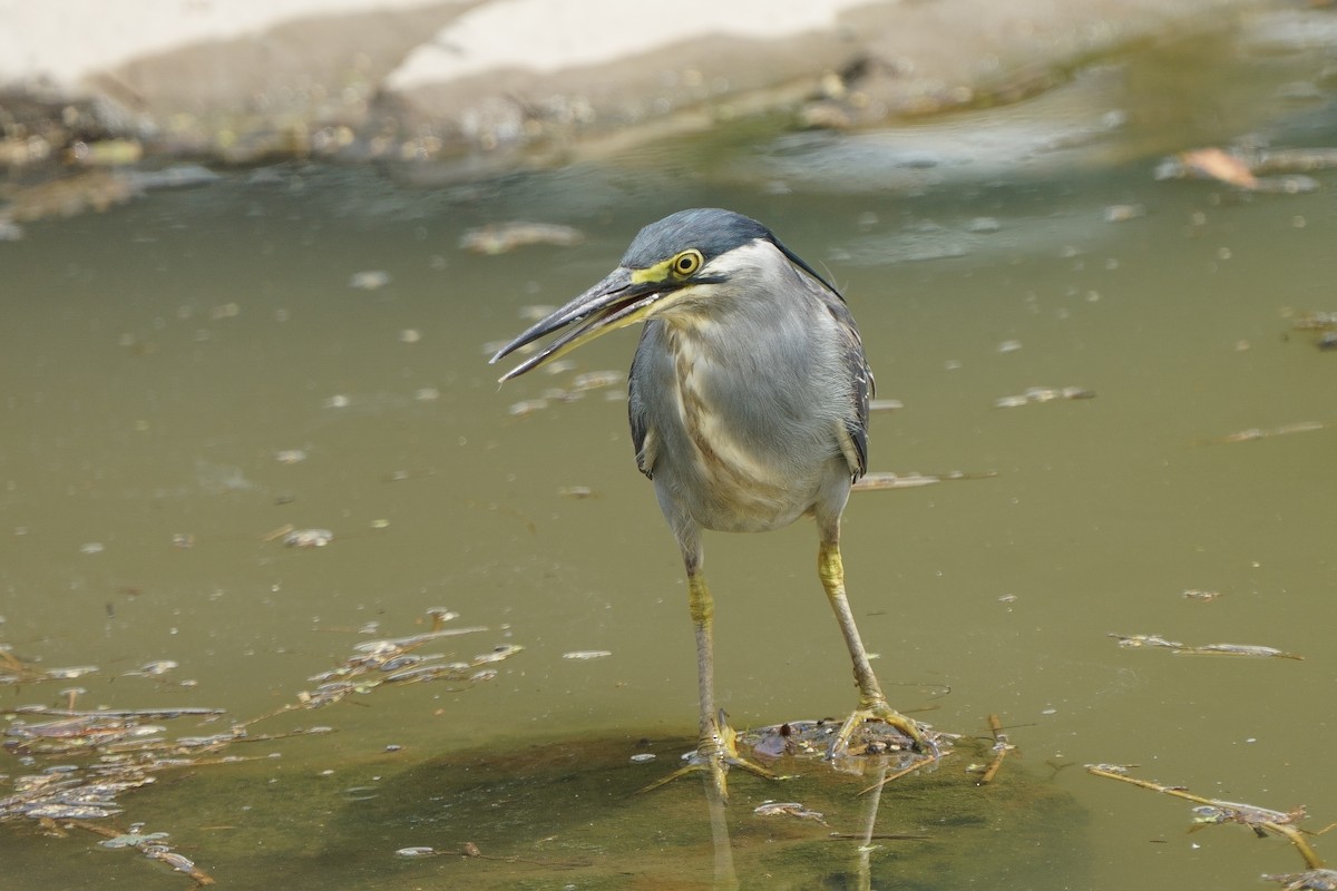 Little Heron - ML640436700