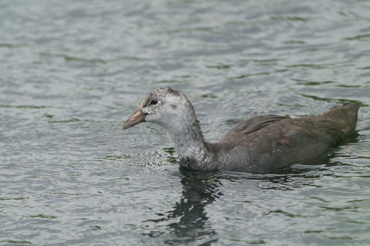 Eurasian Coot - ML640436704