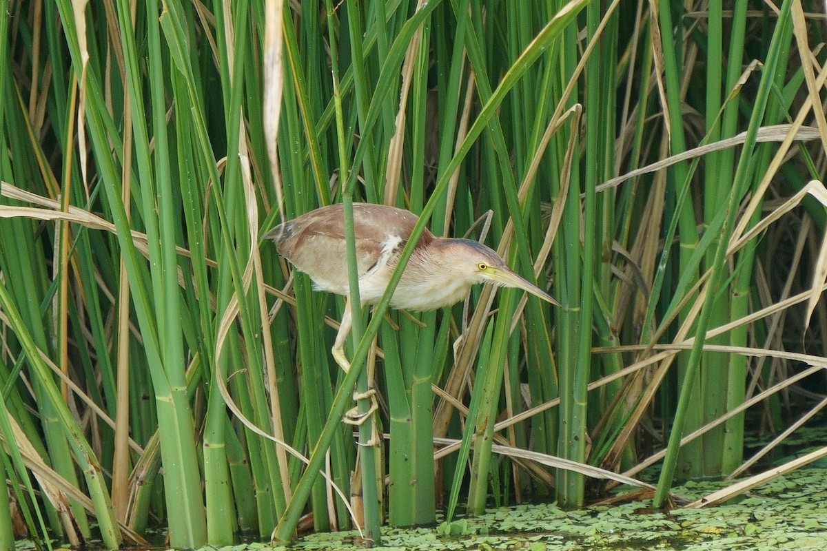 Yellow Bittern - ML640436725