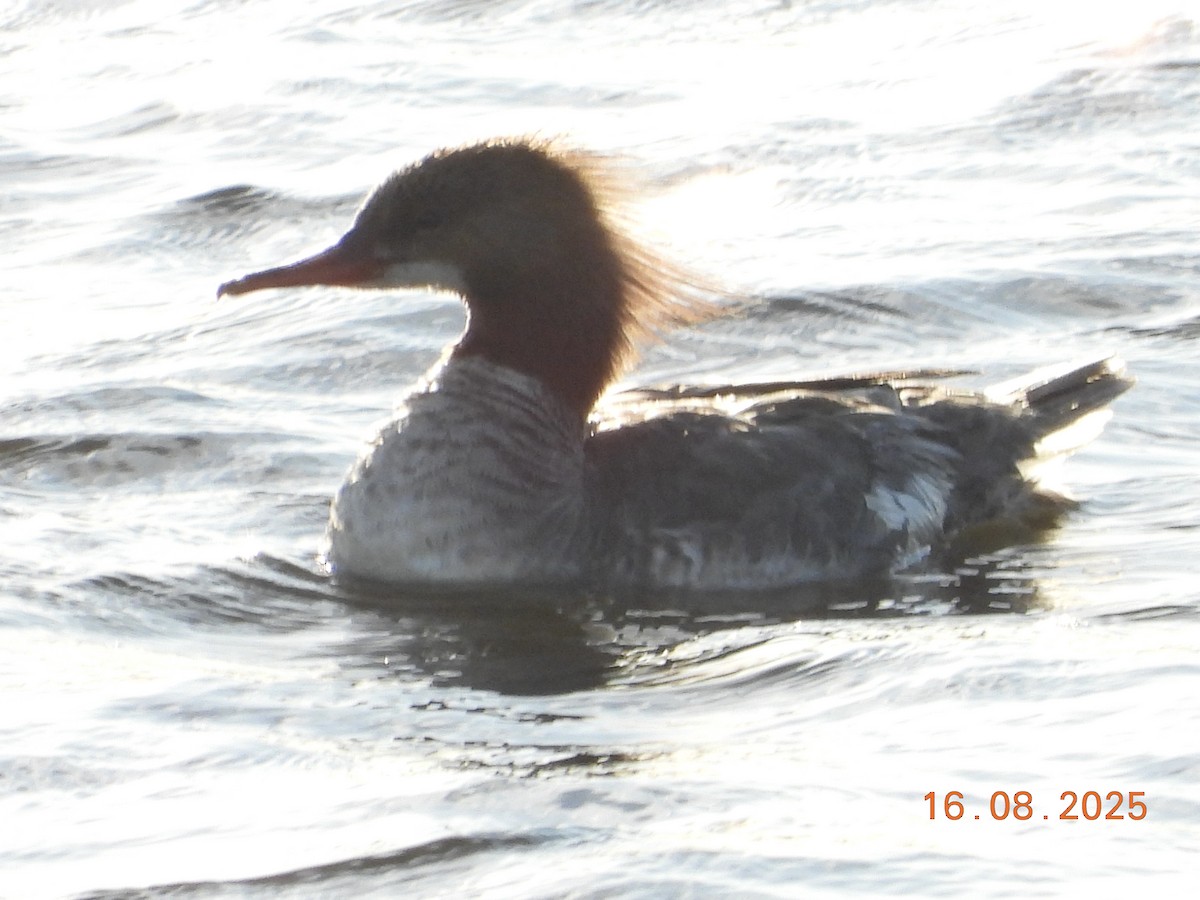 Common Merganser - ML640436794