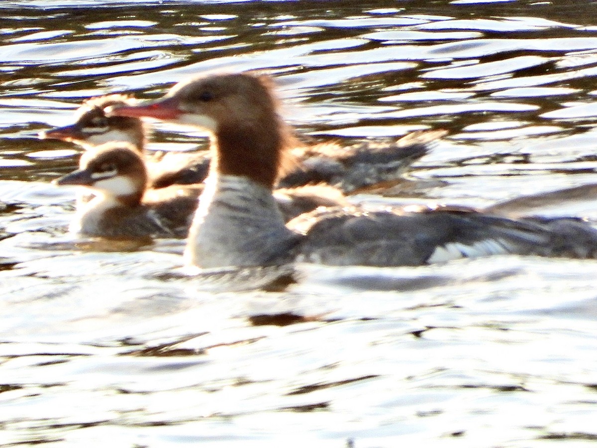 Common Merganser - ML640436795