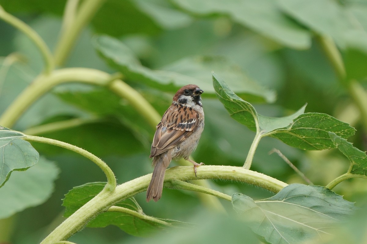 Eurasian Tree Sparrow - ML640436804
