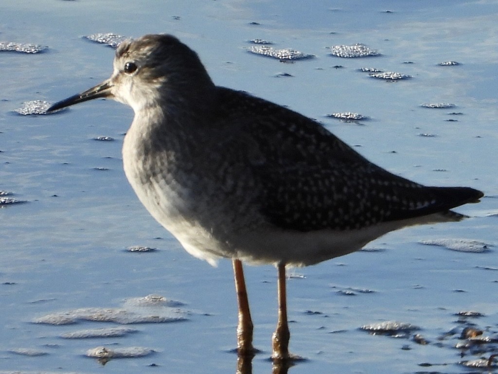 Lesser Yellowlegs - ML640436813