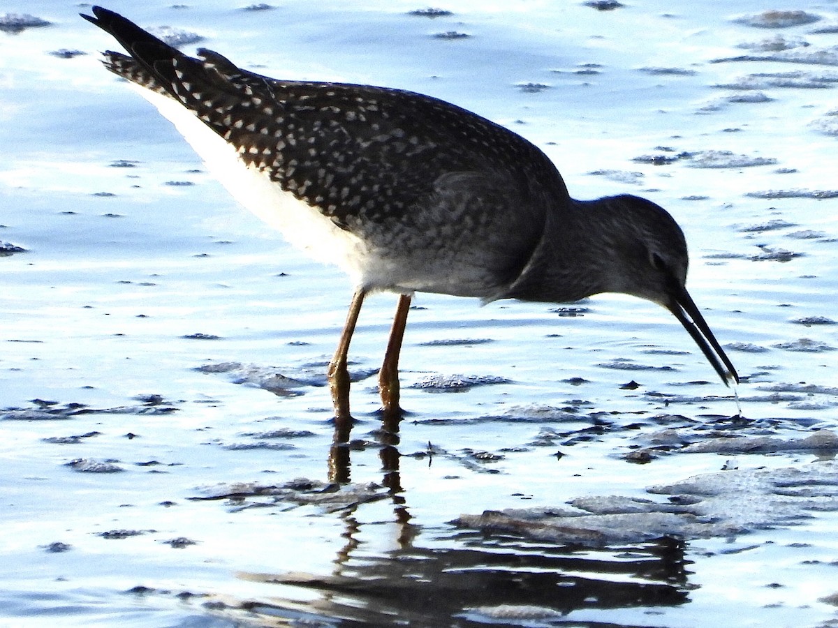 Lesser Yellowlegs - ML640436814