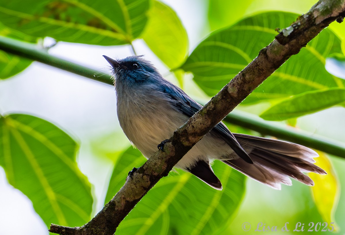 African Blue Flycatcher - ML640436822