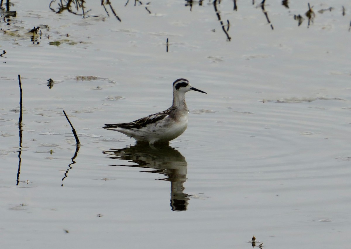 Red-necked Phalarope - ML640436960