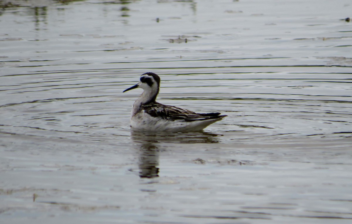 Red-necked Phalarope - ML640436961