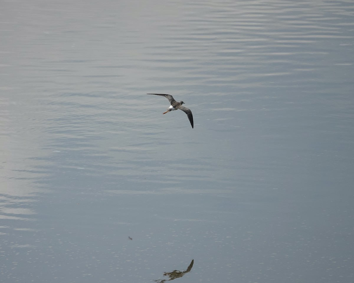 Lesser Yellowlegs - ML640437023