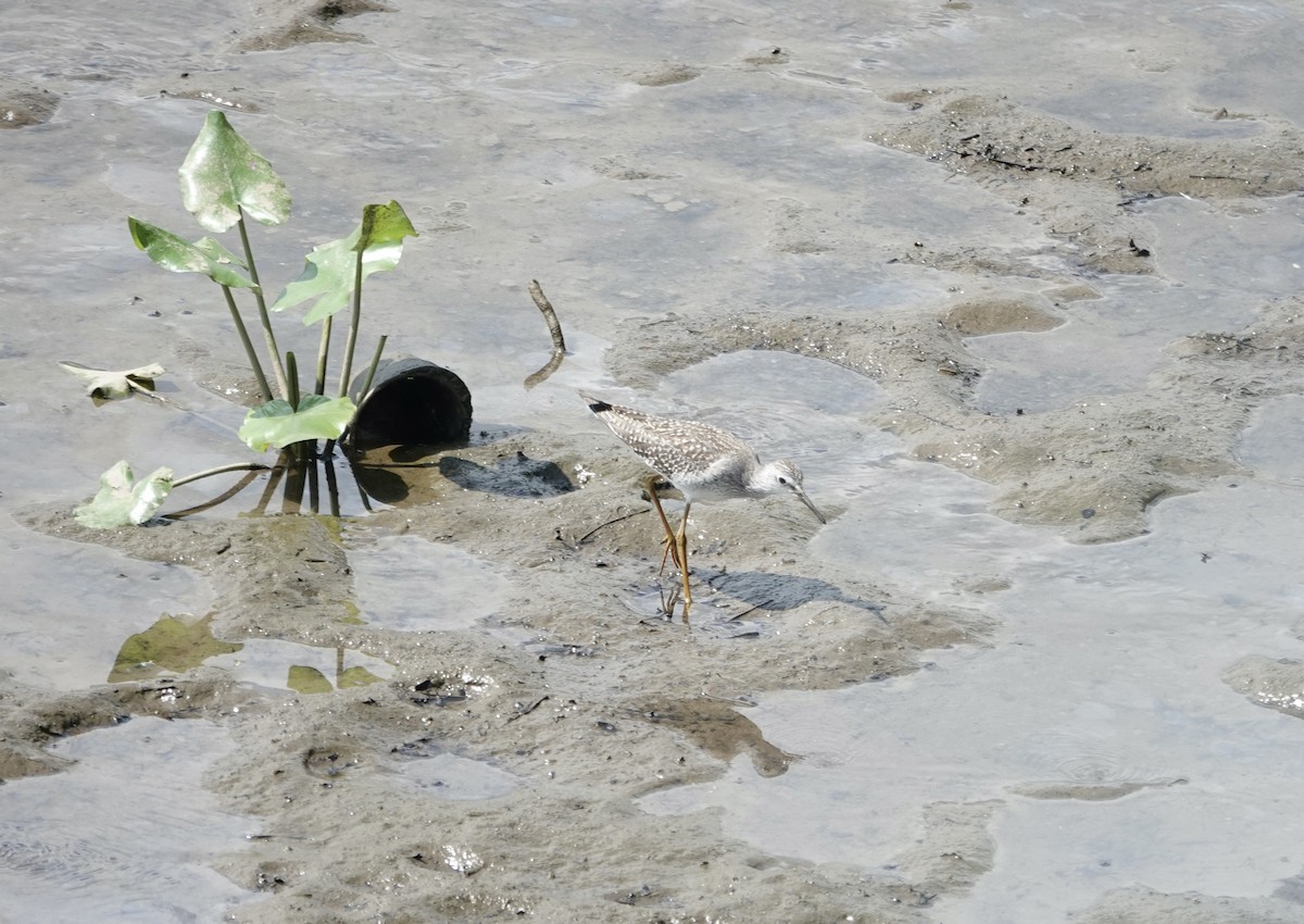 Lesser Yellowlegs - ML640437039