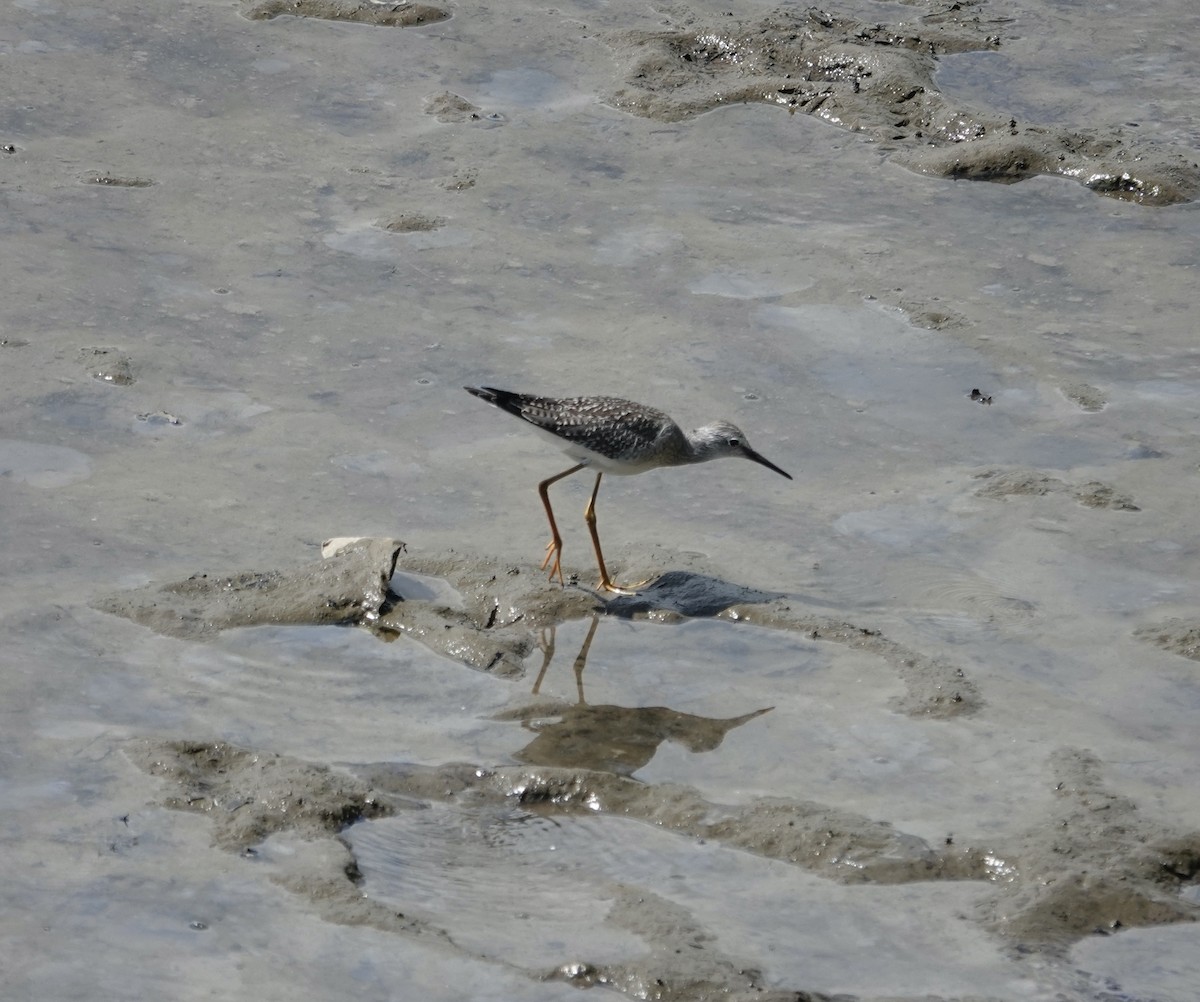Lesser Yellowlegs - ML640437041