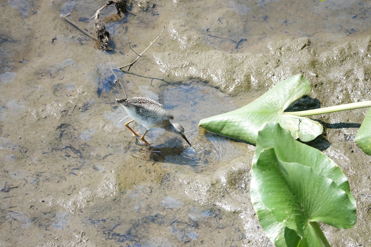Lesser Yellowlegs - ML640437050