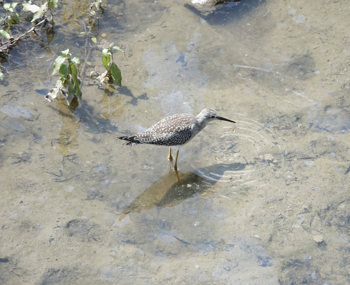 Lesser Yellowlegs - ML640437052
