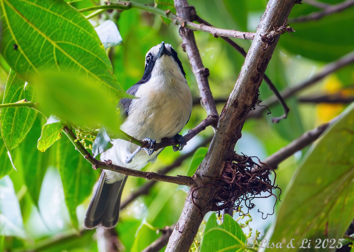 Gray-green Bushshrike - ML640437093