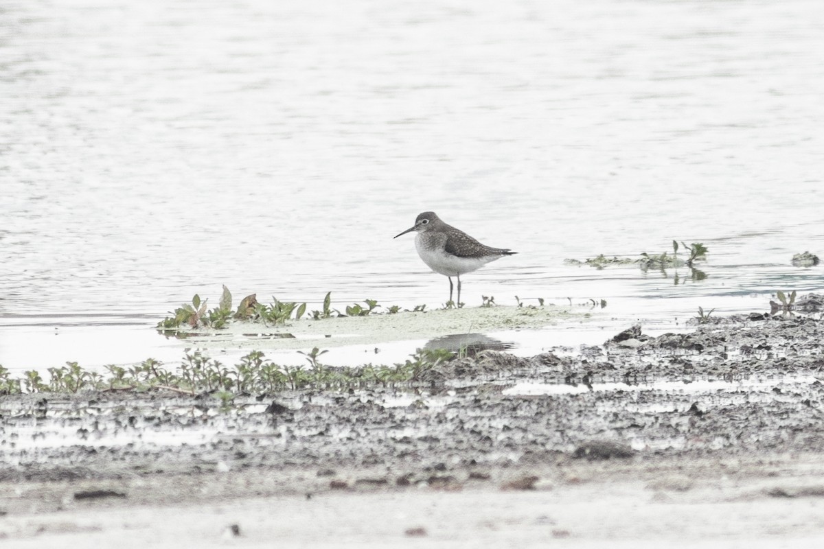 Solitary Sandpiper - ML640437148