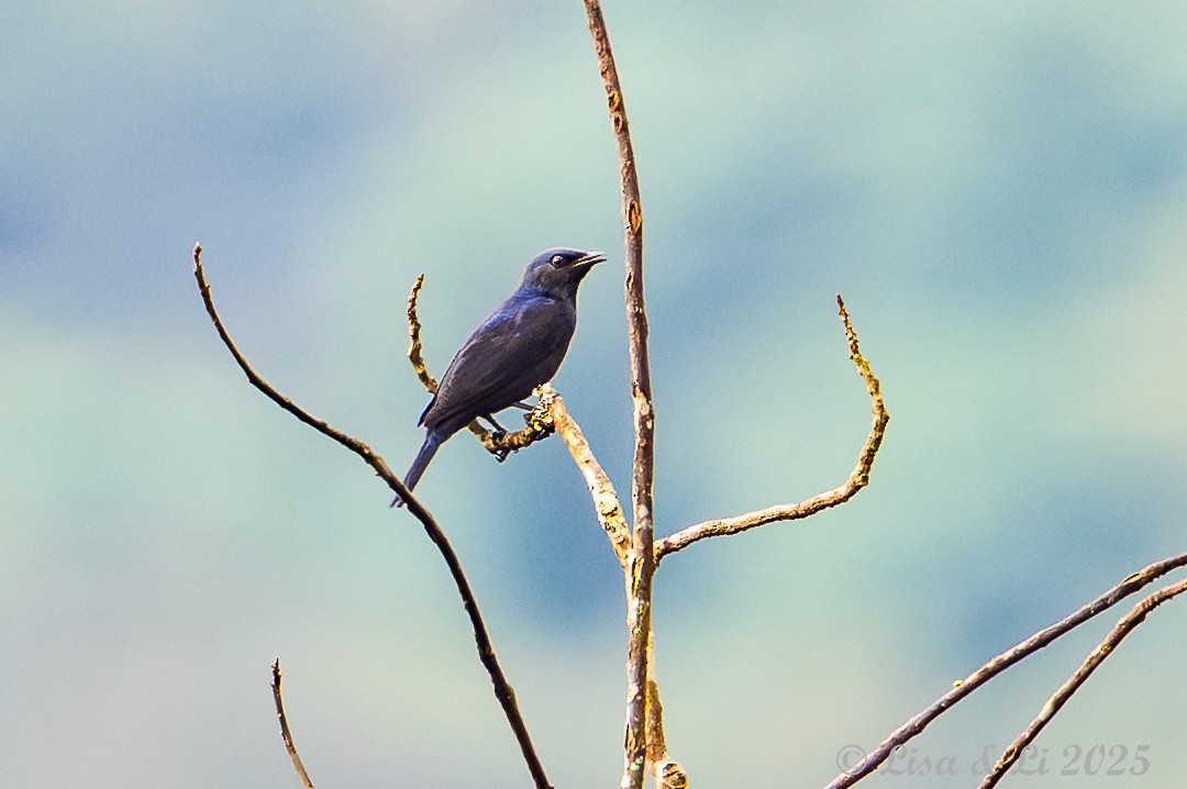 Stuhlmann's Starling - ML640437193