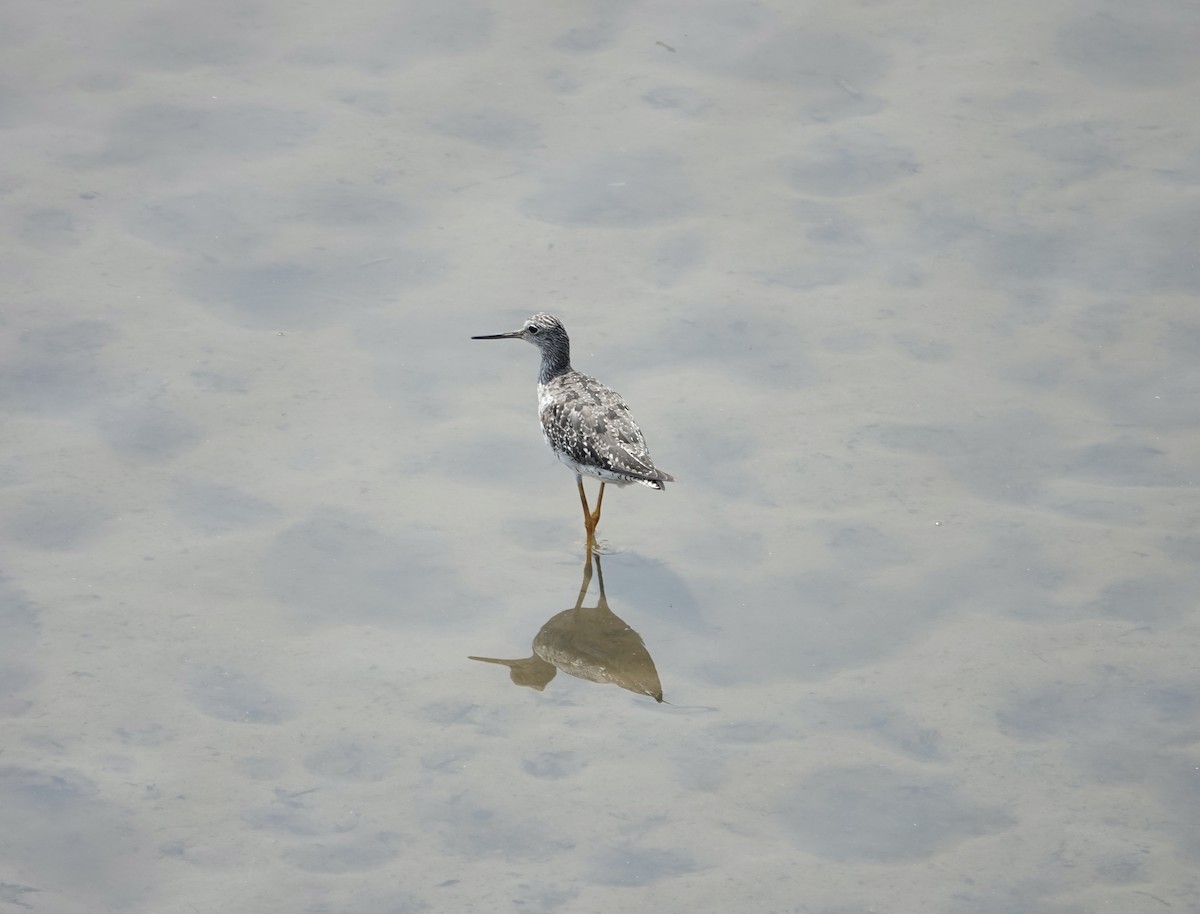 Greater Yellowlegs - ML640437194