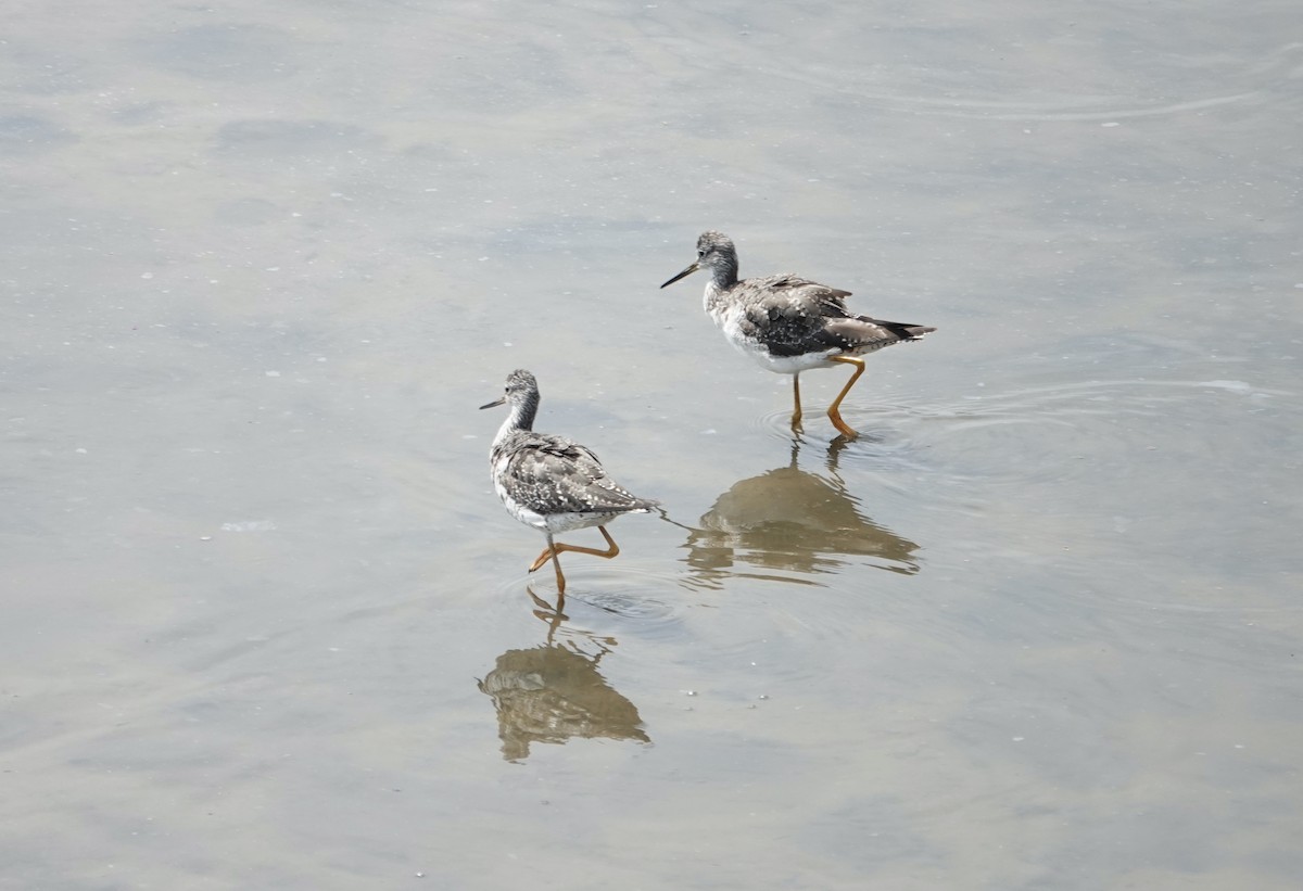 Greater Yellowlegs - ML640437200