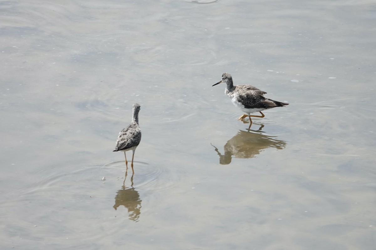 Greater Yellowlegs - ML640437204