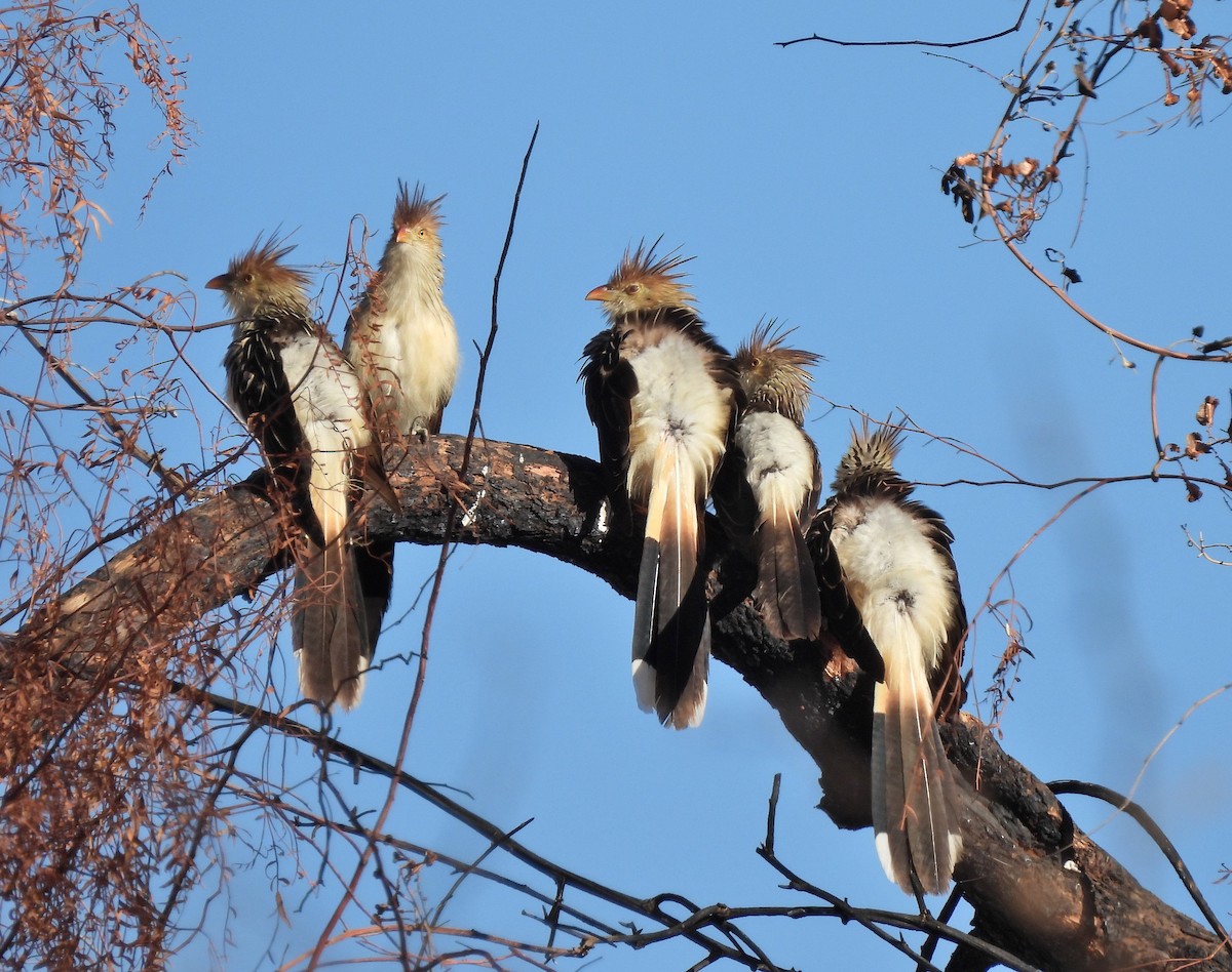 Guira Cuckoo - ML640437217
