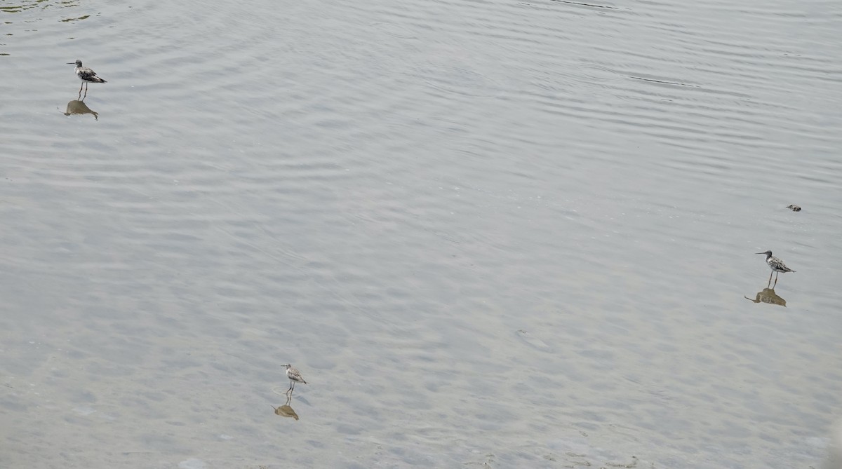 Lesser Yellowlegs - ML640437229