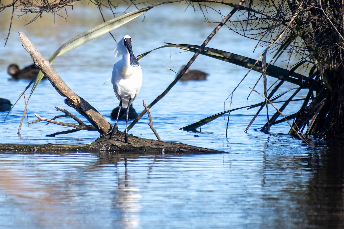 Royal Spoonbill - ML640437241