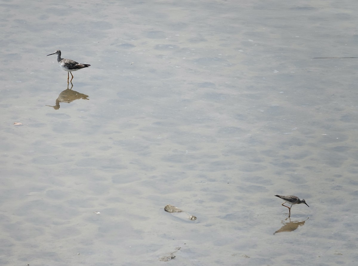 Lesser Yellowlegs - ML640437250