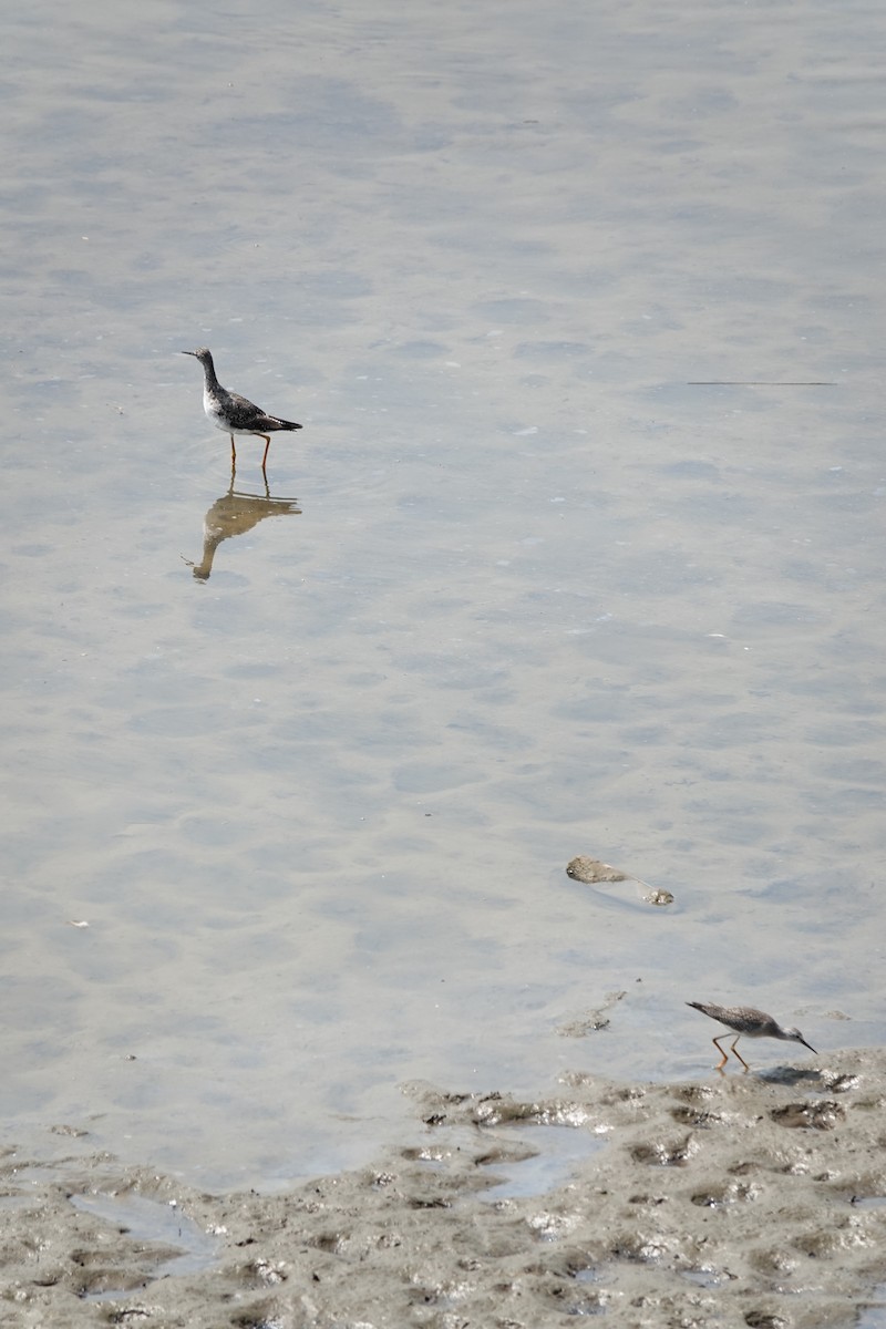 Lesser Yellowlegs - ML640437253