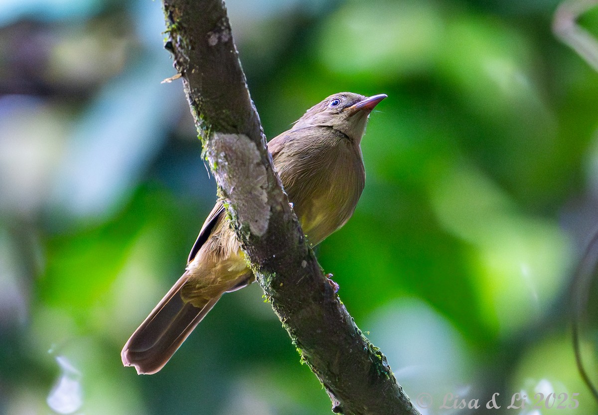 Plain Greenbul - ML640437254