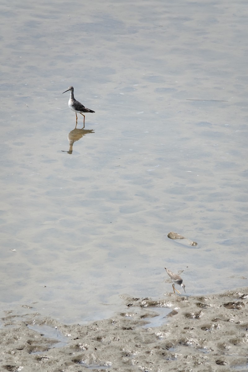 Lesser Yellowlegs - ML640437259