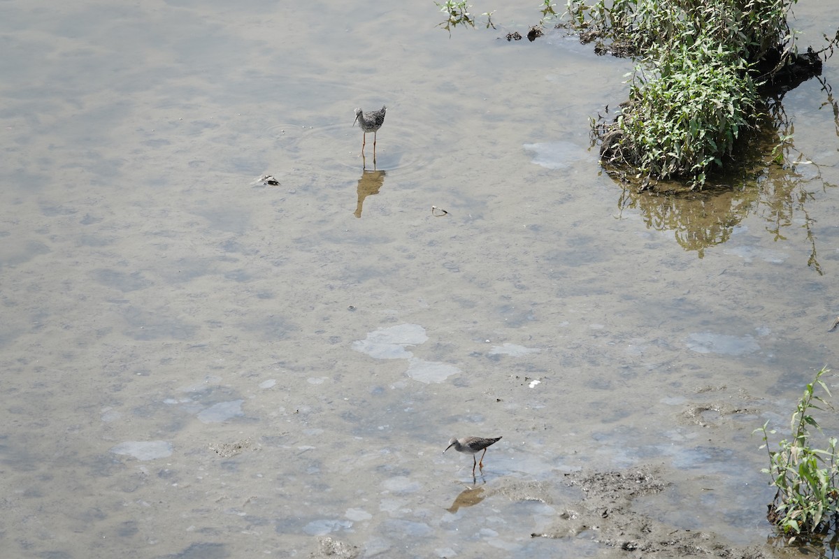 Lesser Yellowlegs - ML640437262