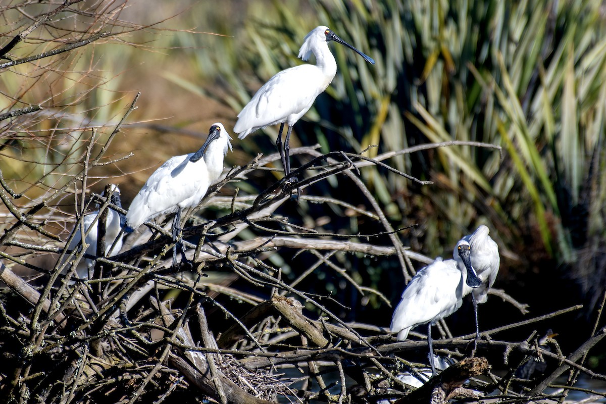 Royal Spoonbill - ML640437263