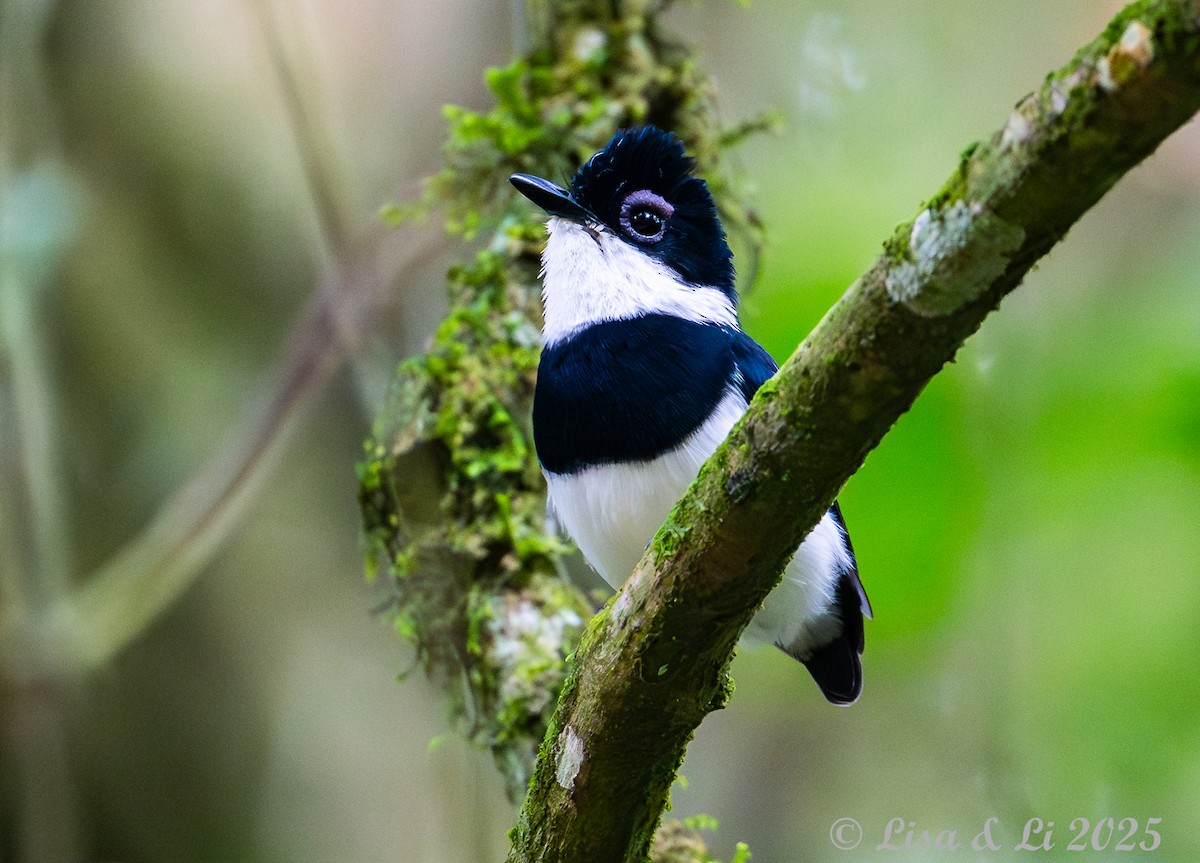 Chestnut Wattle-eye - ML640437267