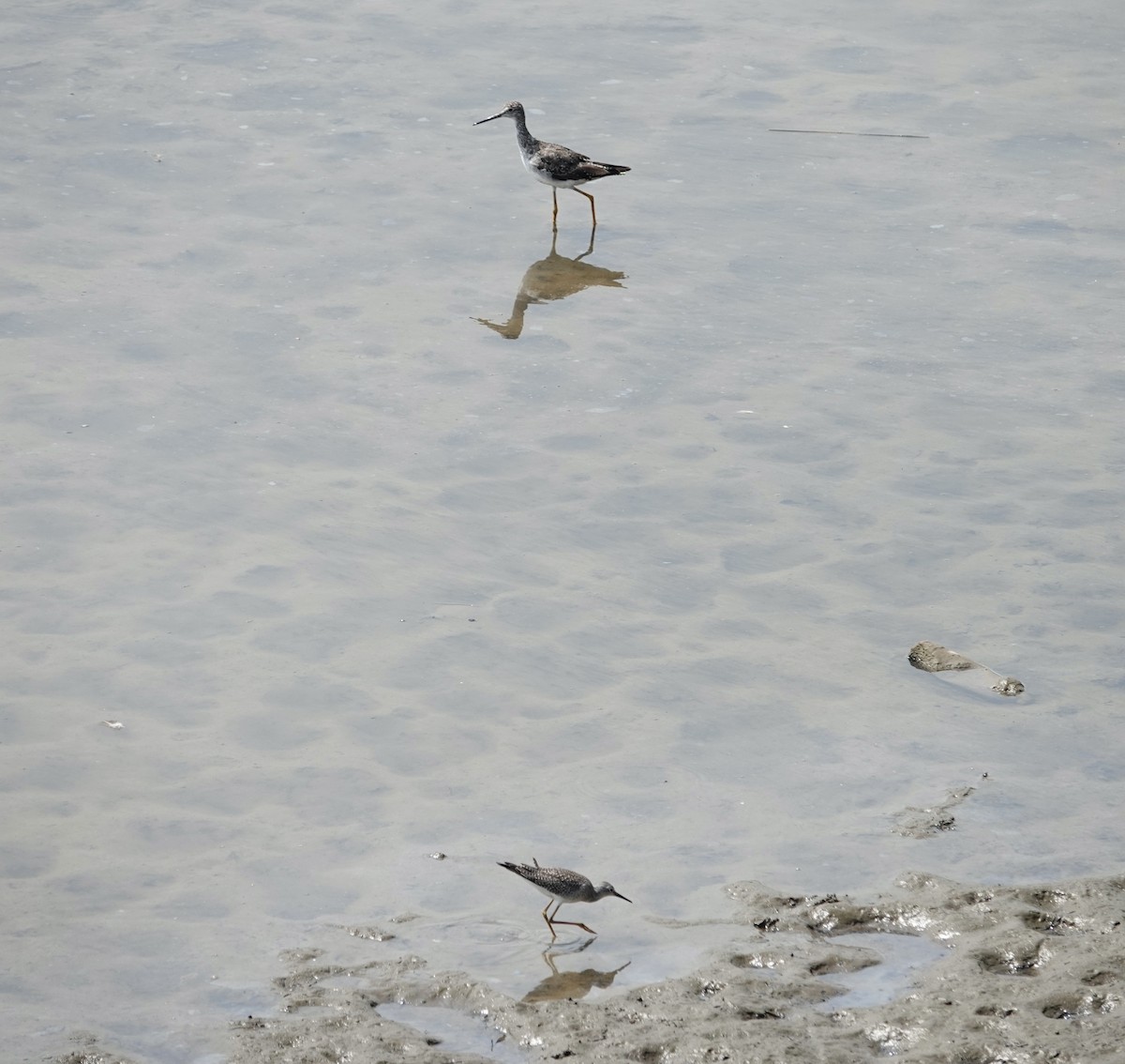 Lesser Yellowlegs - ML640437273