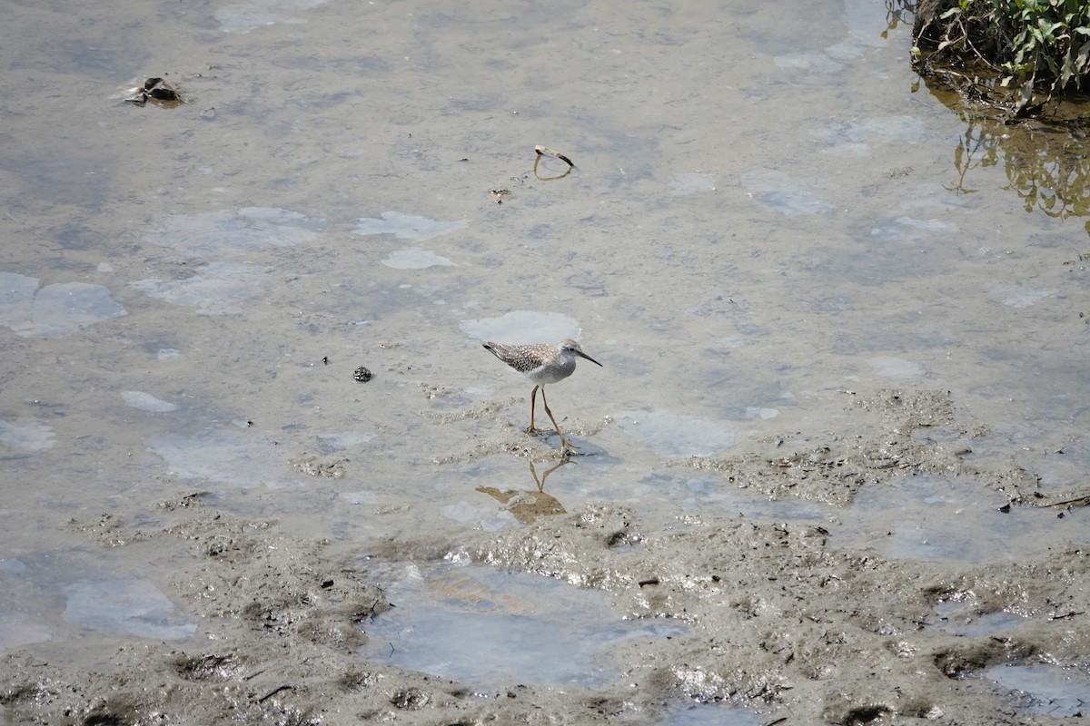 Lesser Yellowlegs - ML640437275