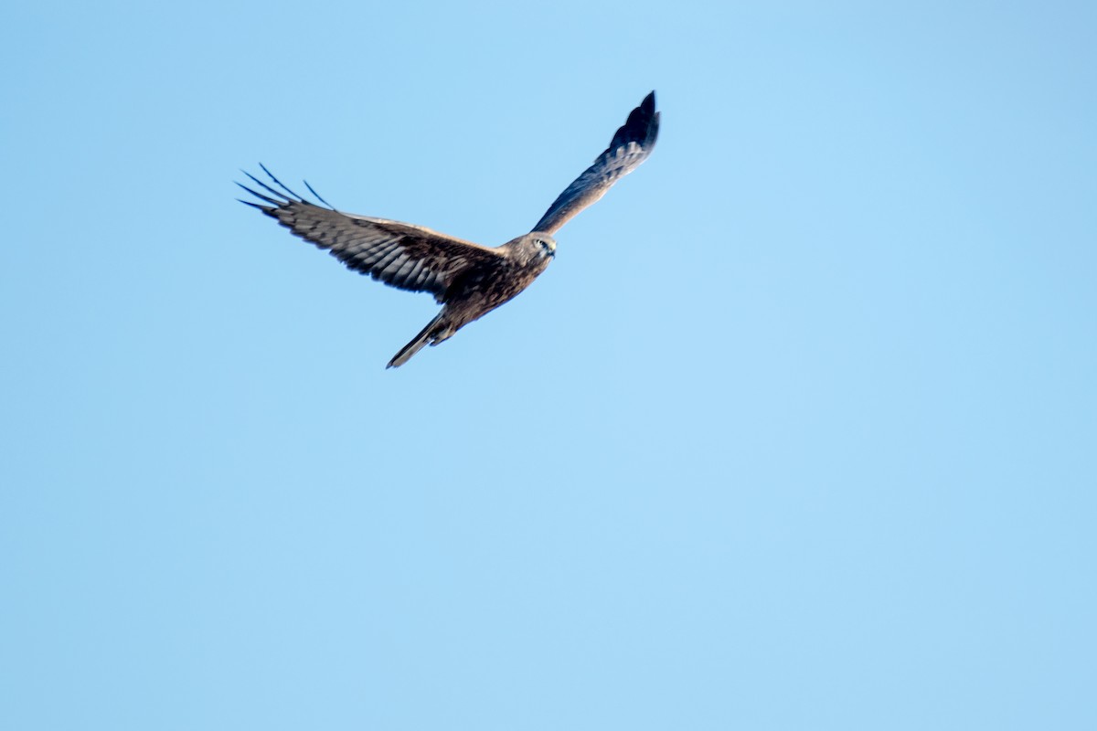 Swamp Harrier - ML640437290