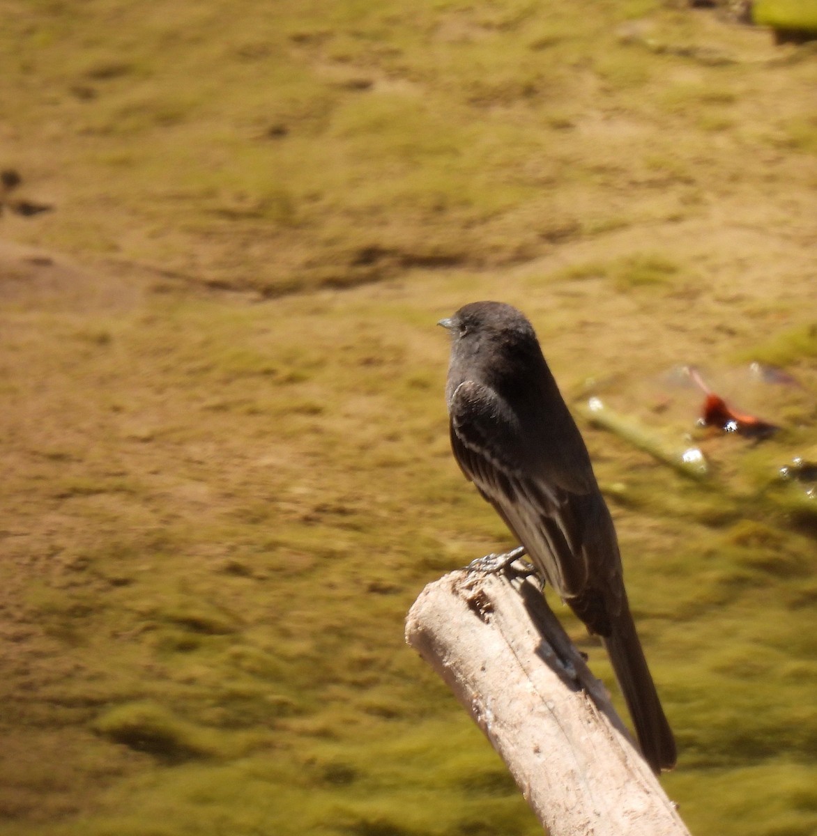 Black Phoebe (White-winged) - ML640437302