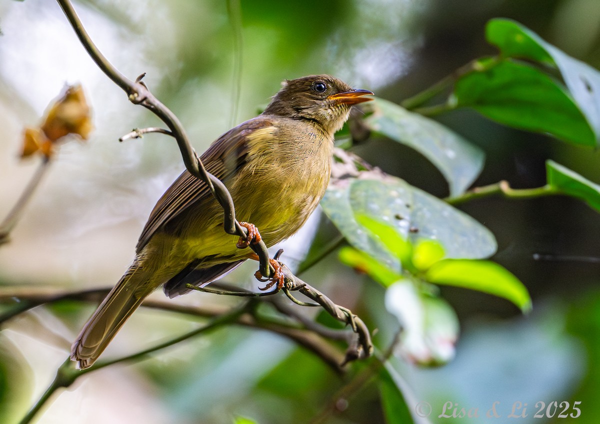 Little Greenbul - ML640437307