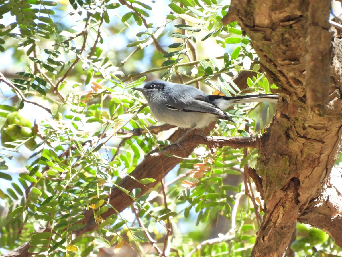Masked Gnatcatcher - ML640437354