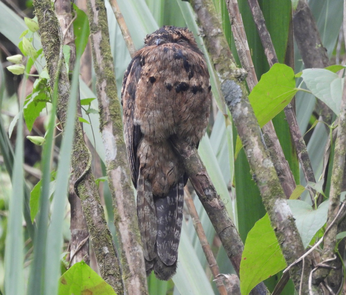 Common Potoo - ML640437364