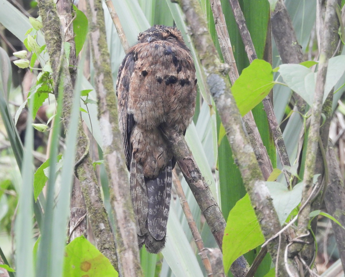 Common Potoo - ML640437368