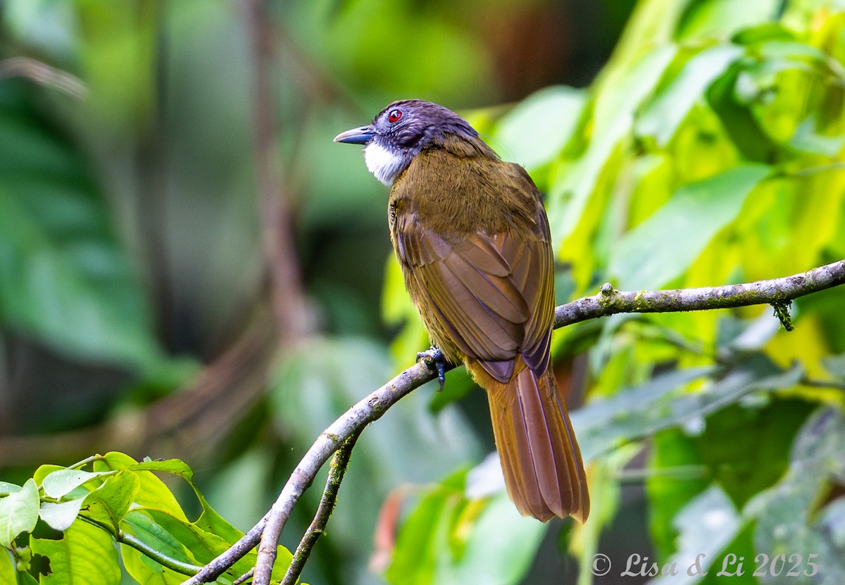Red-tailed Greenbul - ML640437393