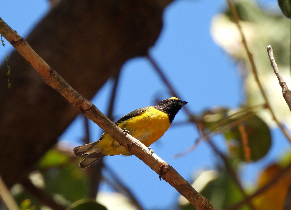 Purple-throated Euphonia - ML640437398